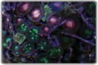 Pink and Green Zoanthid Rock
